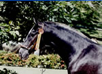 Caballos Espa�oles en venta