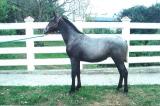 Caballo Espa�ol