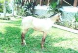 Caballo Espa�ol