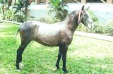 Caballo Espa�ol