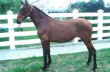 Caballo Espa�ol