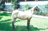 Caballo Espa�ol