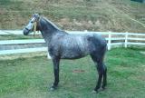 Caballo Espa�ol