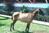 Caballo Espa�ol