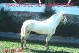 Caballo Espa�ol