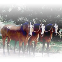 Cobras Caballos Espaoles