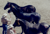 Cobra Negra- Caballos Espaoles