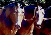 Cobra Caf- Caballos Espaoles