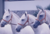 Cobra Blanca- Caballos Espaoles