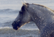 Caballos Espaoles en el mar-9