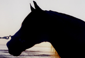 Caballos Espaoles en el mar-2