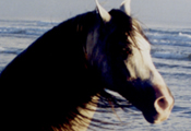 Caballos Espaoles en el mar-6