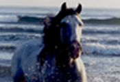 Caballos Espaoles en el mar-7