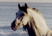 Caballos Espaoles en el mar-8