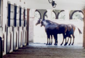 Nuestro Rancho 4