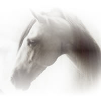 Caballos Espaoles en retrato