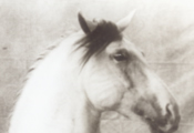 Caballos Espaoles en retrato 1