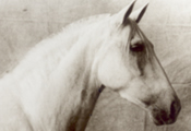 Caballos Espaoles en retrato 2
