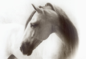 Caballos Espaoles en retrato 3