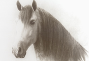 Caballos Espaoles en retrato 4