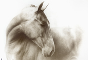 Caballos Espaoles en retrato 5