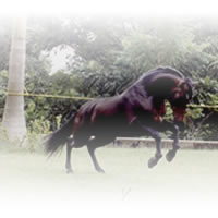 Caballos Espaoles Trabajando