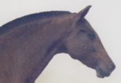 Caballos Espaoles trabajando 4