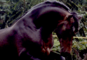 Caballos Espaoles trabajando 5
