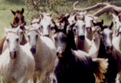 Caballos Espaoles trabajando 7