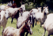 Caballos Espaoles trabajando 8