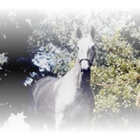 Caballos Espaoles Varios