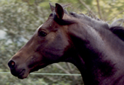 Caballos Espaoles Varios 9