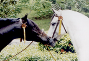 Caballos Espaoles Varios 10