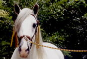 Caballos Espaoles Varios 1