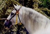 Caballos Espaoles Varios 2