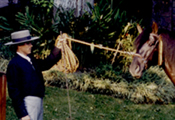 Caballos Espaoles Varios 3