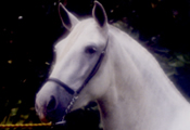 Caballos Espaoles Varios 4