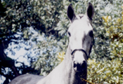 Caballos Espaoles Varios 5