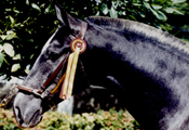 Caballos Espaoles Varios 6