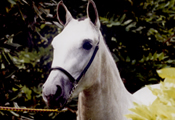 Caballos Espaoles Varios 7