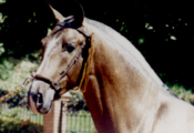 Caballos Espaoles Varios 8