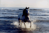 caballo espaol