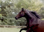 caballo espaol