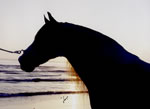 Caballos Espaoles en el mar